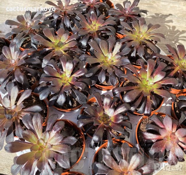 Aeonium ‘Schwarzkopf’, снимка 1