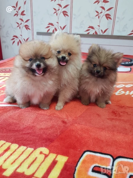 Померан померанчета снимки от днес 26.07.2025г. Гр.София, снимка 1