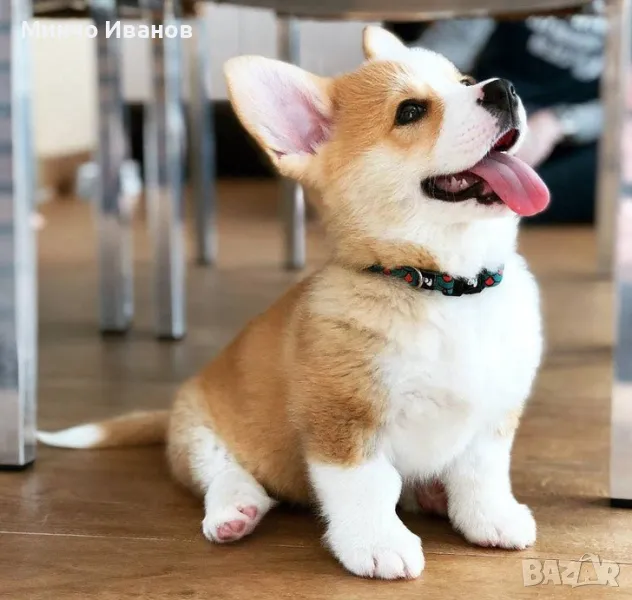 „Разкарване на кучета в Стара Загора, снимка 1