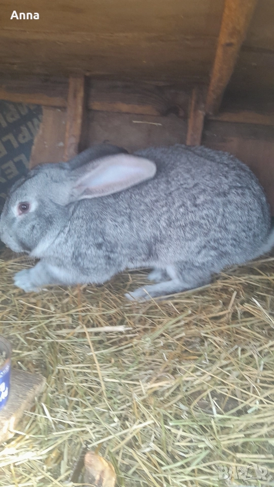 продавам эайци женски и мъжки на 6 месеца , снимка 1