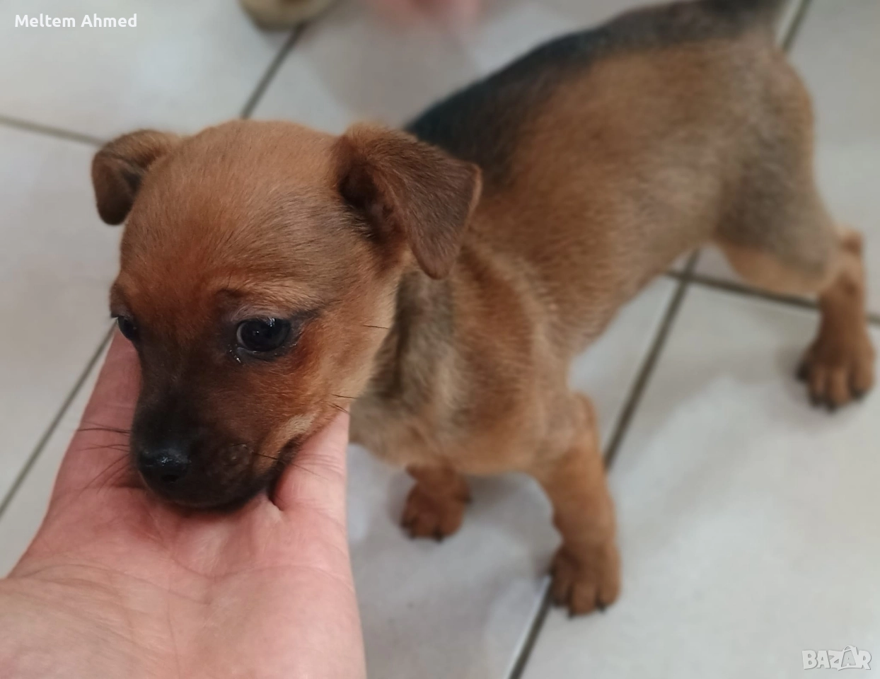 Продавам мъжки пинчер с ваксина и паспорт , снимка 1