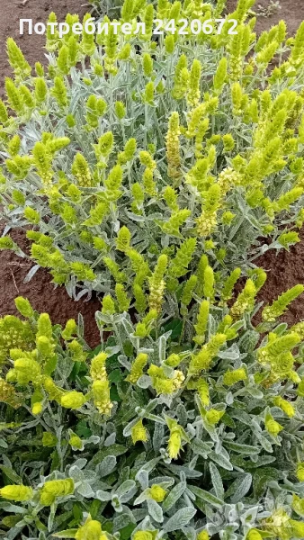 мурсалски чай  2025г., снимка 1