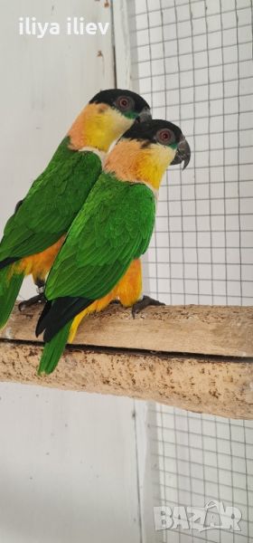Две  двойки папагали ( кайка ), снимка 1