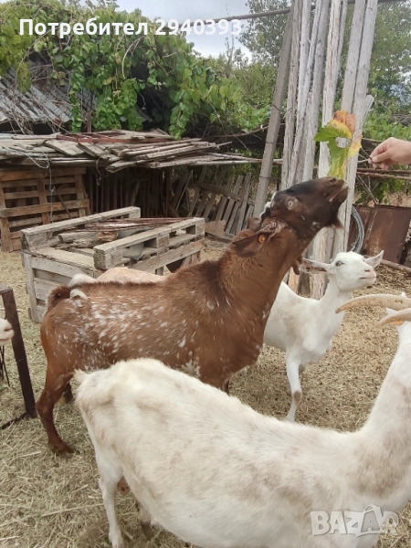 чист англонубиец, снимка 1