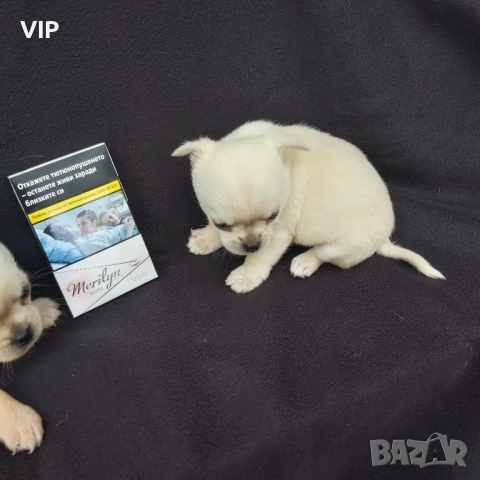 Продавам две бели чихуата, снимка 2 - Чихуахуа - 52678162