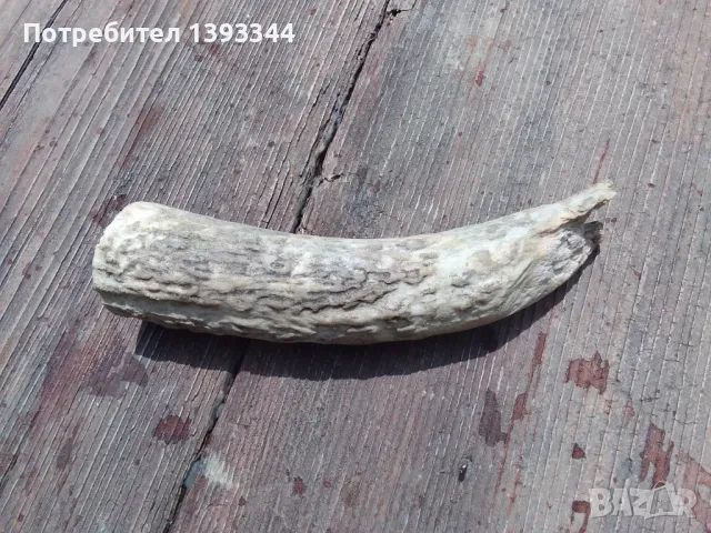 Рог от елен