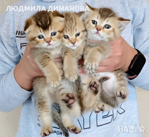 шотландски златни чинчили. 