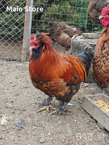 Петел порода Павловски - на 10 месеца