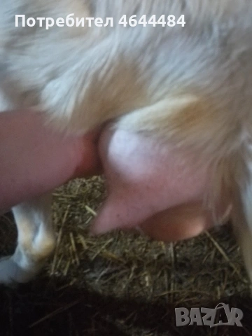 Млечна коза, снимка 4 - Кози - 53729757