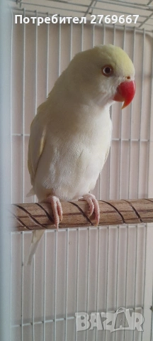 Малък александър, снимка 2 - Папагали - 53824084