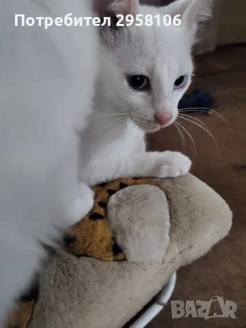 коте, бяло, сини очи, 5 мес., снимка 6 - Британска късокосместа - 52889766