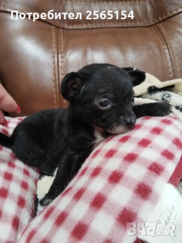 Момиче шепичка любов, снимка 2 - Пинчер - 54024318