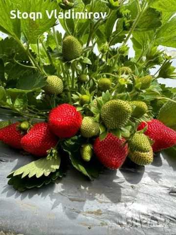Предлагам Качствен Расад Ягоди и Малини., снимка 10 - Разсади - 53784425