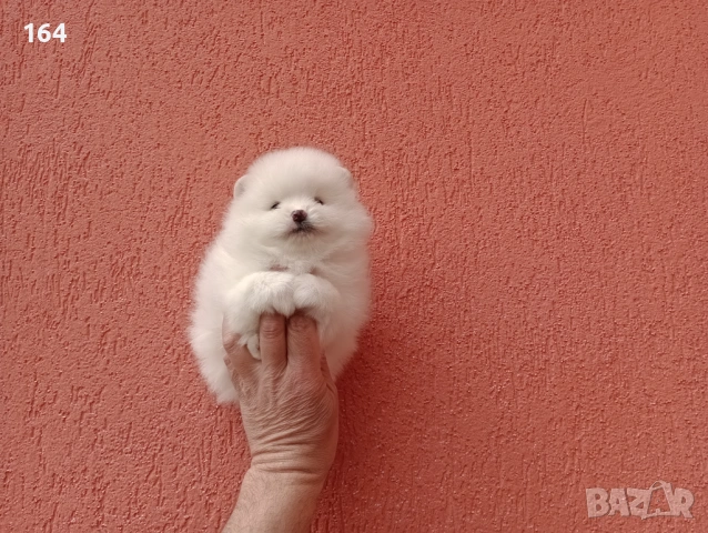 Бели Померани, снимка 12 - Померан - 54162345