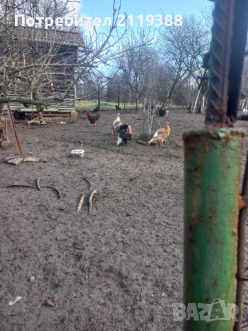 Пуяк на 9 месеца за дамазлък, снимка 2 - Кокошки и пуйки - 53295081
