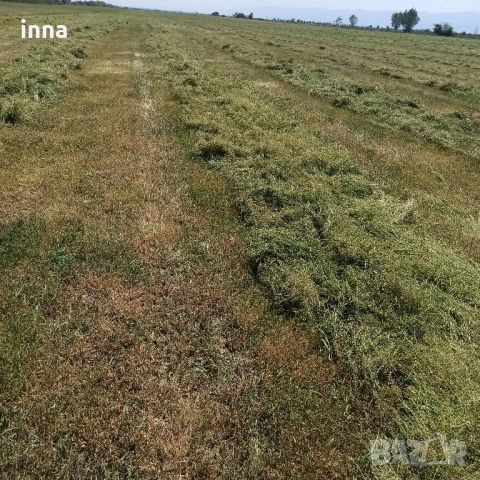 продавам люцерна със сено първо косило на ролонни бали регион Пазарджик , снимка 2 - Други - 45304400