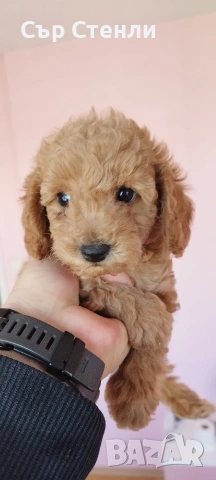 ТОЙ ПУДЕЛ 5 момчета, снимка 3 - Пудели - 53799744