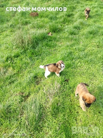 подарявам , снимка 2 - Други - 52387377