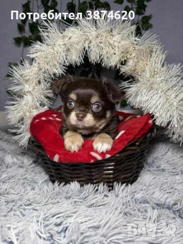 чихуахуа момченца, снимка 13 - Чихуахуа - 52675936