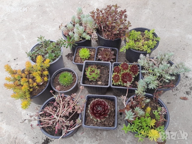 Комплект седуми.