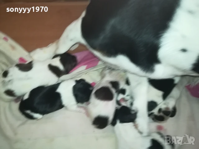 ДЖАК РЪСЕЛ БЕБЕТА-РОДЕНИ 11.08.25г 1208250705, снимка 6 - Джак ръсел териер - 51335235