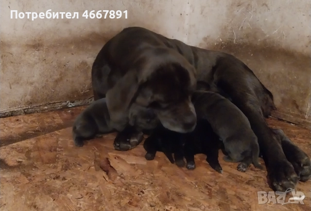 Кученца Кане корсо, снимка 4 - Кане корсо - 52642812