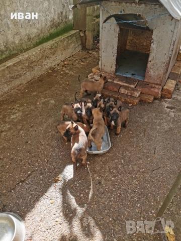 продам белгийски овчарки малиноа , снимка 5 - Белгийска овчарка - 49319194