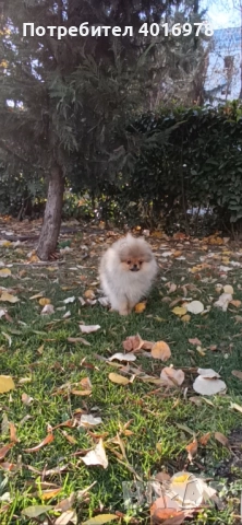 Померан Момиче с Родословие FCI