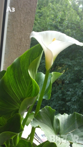 Продавам Цветя Кала за дома - големи, снимка 13 - Разсади - 36583992
