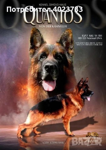 Елитни немски овчарки, снимка 12 - Немска овчарка - 51923395