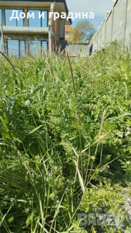 Косене на трева и други градинарски услуги - за гр.Бургас и региона, снимка 8 - Други услуги - 40321738