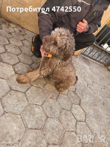 Кученца за трюфел, снимка 13 - Кокер шпаньол - 53535610