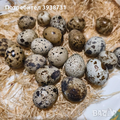 пъдпъдъчи яйца , снимка 2 - други­ - 54196084