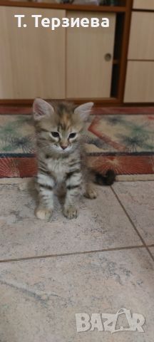 Продавам сибирски котенца, снимка 1 - Сибирски - 46099000