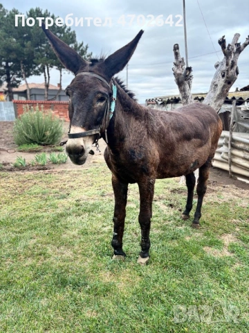 Продавам Магаре, снимка 4 - Други - 53025050