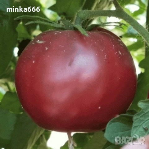 Семена за шоколадови домати, снимка 2 - Сортови семена и луковици - 53955605