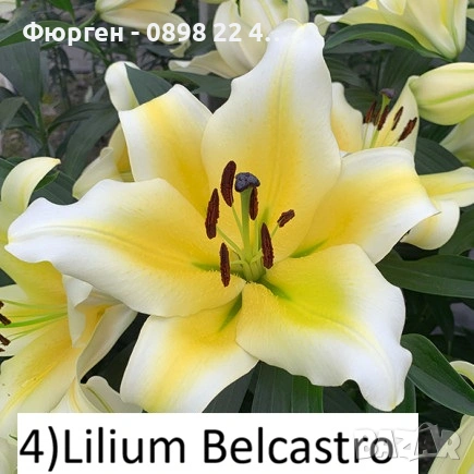 Луковици на Лилиум Приемаме поръчка за след 25 ти февруари 2026г