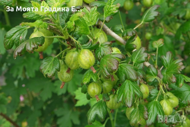 Цариградско грозде , снимка 6 - Градински цветя и растения - 53635305