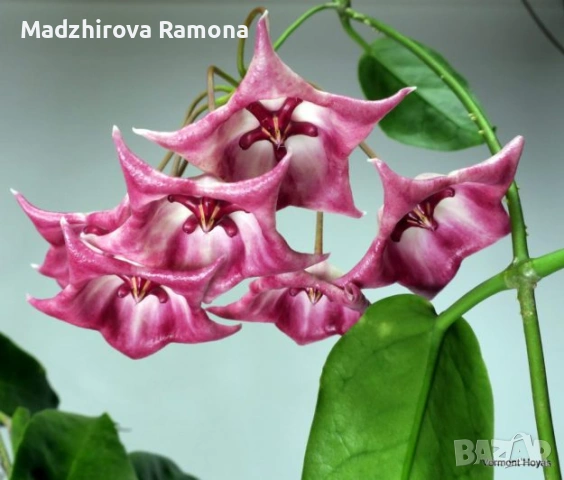 Хоя. Hoya Kaimuki Pink 