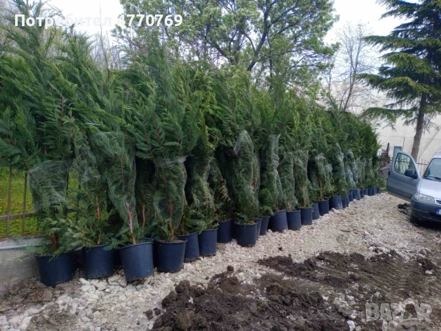 Градинарски услуги, озеленяване, подрязване на жив плет и почистване, снимка 4 - Други услуги - 53899227