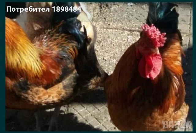 Продавам зелени оплодени кокоши яйца за люпене.., снимка 2 - други­ - 51864582