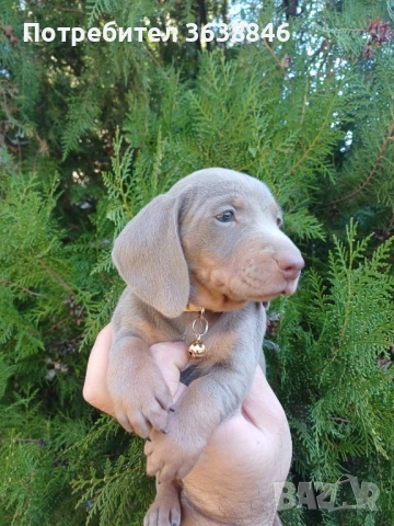 Мини дакел , снимка 6 - Дакели - 52327776