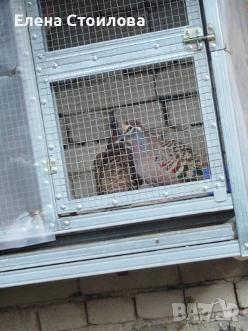 Гугутки и гълъби 