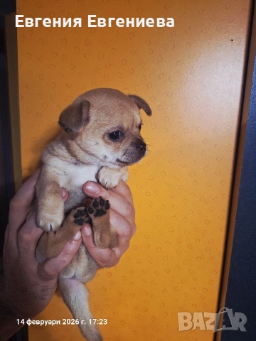 Мини чихуахуа момче., снимка 9 - Чихуахуа - 53590830