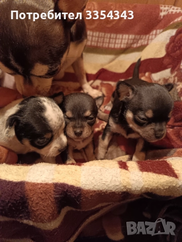 Чихо пинчери родени са 23.11.25