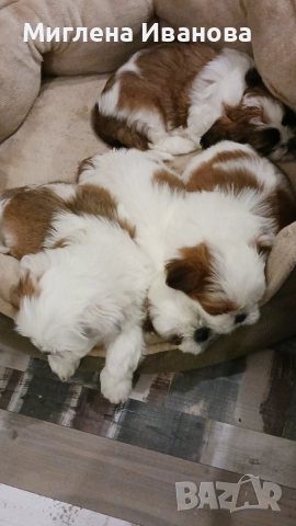 Ши тцу, снимка 18 - Ши Тцу - 52447041