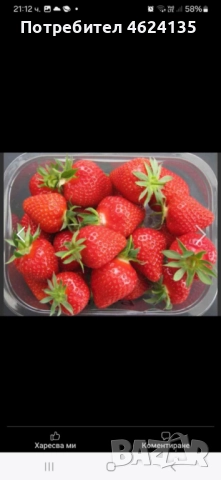 Продавам разсад ягоди, снимка 9 - Сортови семена и луковици - 52068496