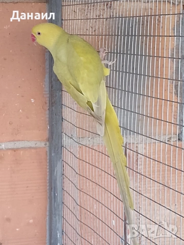 Малък Александър -женска , снимка 3 - Папагали - 53071987