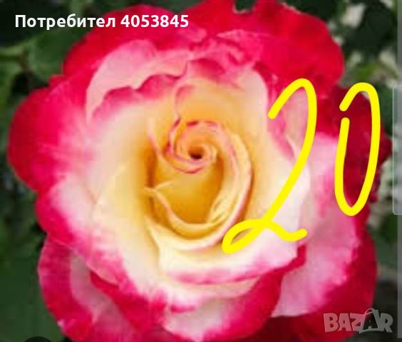 Продавам рози в контейнери, снимка 6 - Градински цветя и растения - 45109095