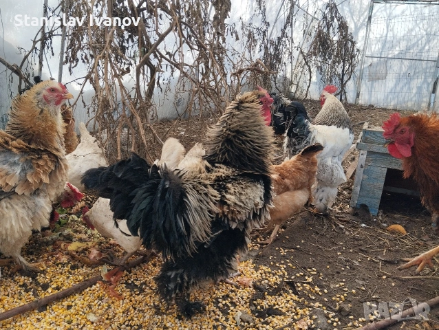 Петли, снимка 5 - други­ - 53110410